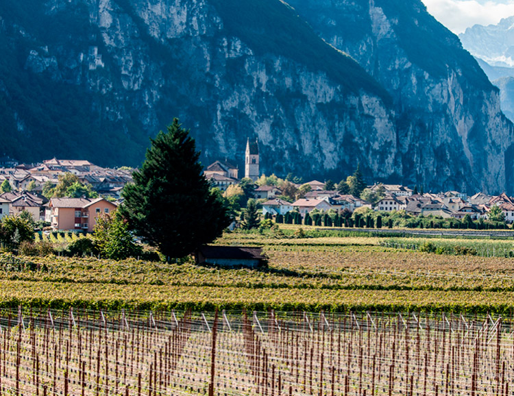 Strada del Vino dell’Alto Adige / Il paese vinicolo di Salorno.